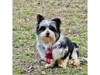 Adopt Prince a Yorkshire Terrier
