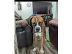 Adopt ROCKY a Boxer