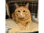 Adopt Shaquille a Domestic Short Hair