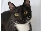 Adopt Harold a Domestic Short Hair