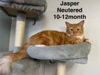 Adopt Jasper a Domestic Long Hair