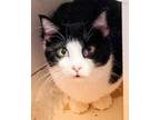 Adopt Fin a Bombay, American Shorthair
