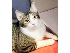 Adopt Cheers Norm a Bengal, Oriental Tabby