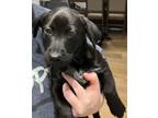 Adopt Rhett a Jack Russell Terrier, Black Labrador Retriever