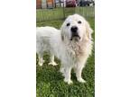 Adopt MARSH a Great Pyrenees