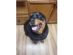 Adopt Simba aka Poodle a Rottweiler