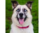 Adopt Yourichi 24-03-050 a Husky, Great Pyrenees