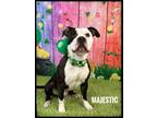 Adopt Majestic a Mixed Breed