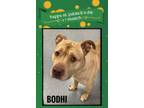 Adopt Bodhi a Mixed Breed