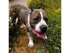 Adopt Sparky a American Staffordshire Terrier