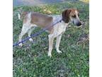 Adopt Denny a Hound, English Coonhound