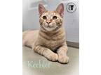 Adopt Keebler AND Eugene a Domestic Short Hair