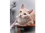 Adopt Eugene AND Keebler a Domestic Short Hair