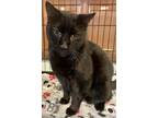 Adopt CASH a Domestic Short Hair