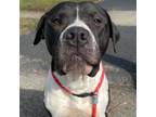 Adopt Carson a American Staffordshire Terrier