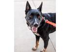 Adopt Max a Border Collie, Australian Cattle Dog / Blue Heeler