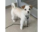 Adopt Frosty a Jack Russell Terrier, Poodle