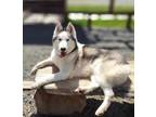 Adopt Maxim a Husky, Siberian Husky