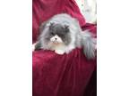 Adopt Pudgy a Persian