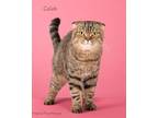 Adopt Caleb a Scottish Fold