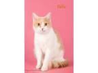 Adopt Felix a Domestic Short Hair