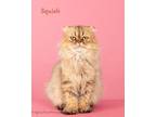 Adopt Squish a Persian