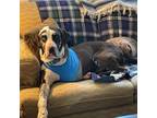 Adopt Milo a Great Dane, Catahoula Leopard Dog