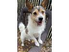 Adopt Sampson a Jack Russell Terrier