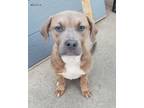 Adopt White-Snickers a Labrador Retriever, Pit Bull Terrier