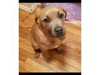 Adopt Black-Cadbury a Labrador Retriever, Pit Bull Terrier