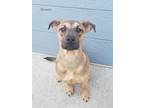 Adopt Green-Hershey a German Shepherd Dog, Labrador Retriever