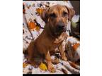 Adopt Red-Rolo a Labrador Retriever, Pit Bull Terrier