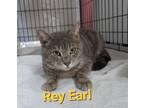 Adopt Rey Earl a Domestic Short Hair