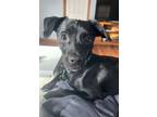 Adopt Dupont a Mixed Breed