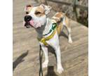 Adopt Alfredo a Pit Bull Terrier