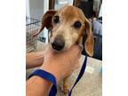 Adopt Timmy (Red) a Dachshund