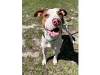Adopt Buckie a Pit Bull Terrier