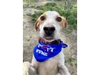 Adopt Mario a Hound, Mixed Breed