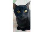 Adopt Goku a Domestic Short Hair