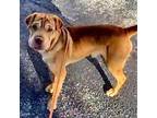 Adopt ATTICUS LEO THE SWEETIE a Labrador Retriever, Shar-Pei