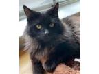 Adopt Magnus a Domestic Medium Hair