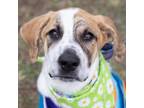 Adopt Rubble a Great Pyrenees