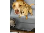 Adopt Chewie a American Staffordshire Terrier