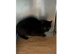 Adopt Calli a Domestic Short Hair