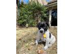 Adopt Prince a Cattle Dog, Mixed Breed