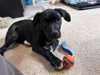 Adopt Milk Dud - Candy Litter a Black Labrador Retriever