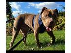 Adopt mr. muscles a Pit Bull Terrier