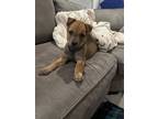 Adopt Max a Mountain Cur, Terrier