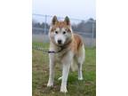 Adopt Kovu - Adoptable a Husky