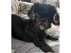 Adopt Oreo a Shih Tzu